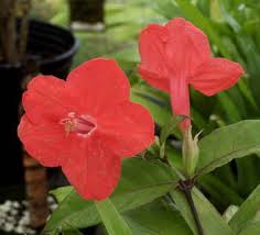 Image result for Barleria affinis