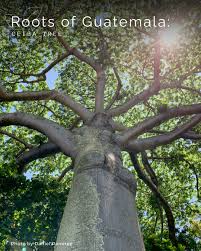 Image result for Ceiba