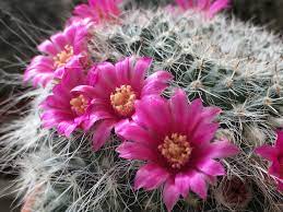 Sheng Yuan Cactus Garden Tianwei Highway Garden Changhua Taiwan Cactus Garden Garden Famous Gardens