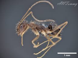 ヒゲナガアメイロアリ | JP-ANT