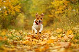 Image result for Dogs in autumn photos
