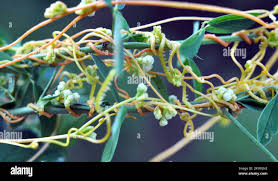 Image result for Cuscuta kilimanjari