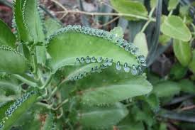 Planta Kalanchoe Cuidados Y Para Que Sirve Planta Kalanchoe Caracteristicas Y Descripcio Kalanchoe Daigremontiana Plantas Medicinales Kalanchoe Propiedades