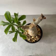 Image result for Cyphostemma stenolobum