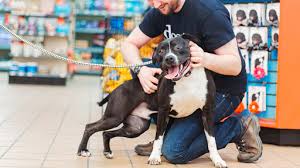 Maybe you would like to learn more about one of these? Doggie Style Pets South Philadelphia 1 267 687 8051