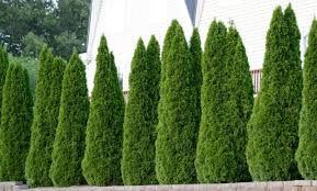 The Best Fertilizer For Arborvitae Trees With Great Results