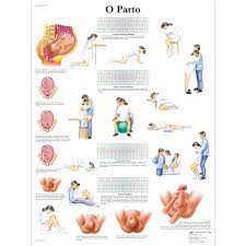 Desde) from, as of prep preposition: O Parto 50x67 Cm Laminado 1002179 Vr5555l Pregnancy And Childbirth 3b Scientific