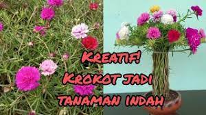 Pemanfaatan barang bekas untuk pot tanaman. Ide Kreatif Untuk Tanaman Bunga Krokot Portulaca Mossrose Youtube