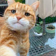 Cats Lovers On Instagram Cats Catsofinstagram Petstagram Petsagram Lovecats Catstagram Lovekittens Katzen Cats O Cute Cats Cats Kittens Cutest