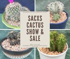 The succulents of yemen social time: Sacxs San Antonio Cactus And Xerophyte Society Pagina Inicial Facebook