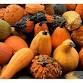 Pumpkinology Enrichment Class (Ages 5-9)