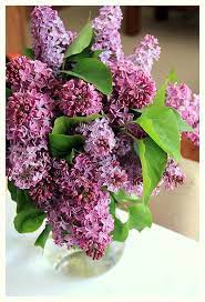 Pin By Mary Johnston On Lilacs Pink Flower Arrangements Beautiful Flowers Lilac Plant