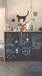 Cat Cafe Pet Cafe Cat Cafe Kitty Cafe