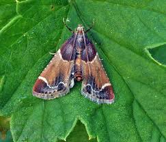 Image result for Pyralis farinalis