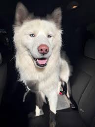 Lost dog found in Hewitt with no microchip