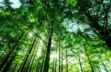 新緑の森の無料の写真素材 - ID.18239｜フリー素材 ぱくたそ