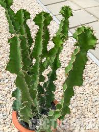 Image result for Euphorbia unicornis