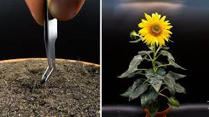 There are tons of easy annuals to grow from seed. Growing Sunflower Time Lapse Seed To Flower In 83 Days Youtube