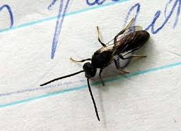 Image result for Aspidoglossum nyasae