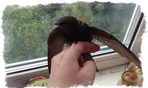 Er schaut nicht die felsenriffe, er schaut nur hinauf in die höh'. Was Bedeutet Es Wenn Es Fliegt Zeichen Eines Vogels Der In Das Haus Fliegt Ihre Herkunft Und Interpretation Besondere Hinweise Auf Schwalben