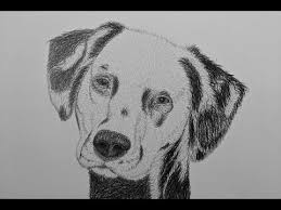 Learn to draw a puppy, easy drawing cartoon characters for kids. How To Draw A Dalmatian Dog Step By Step Steemit