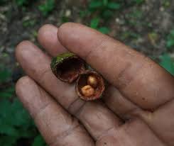 Image result for Maerua duchesnei