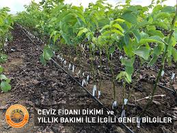 Havaların uygun olması halinde bu ay sonuna kadar sürdürülebilir. Ceviz Fidani Dikimi Ve Bakimi Nasil Olmalidir Gunes Fidancilik