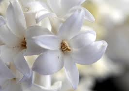 I had wanted the english names of all my favourite flowers for so long! Top 10 Flower Names Photos Babycentre Uk