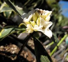 Image result for Thymelaeaceae