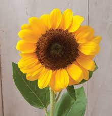 Pin On Sunflowers Beautiful Sunflowers