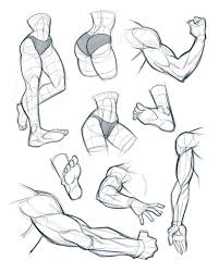 Good Morning Guys Here S Some Random Anatomy Warm Ups From Yesterday And Today From Pinterest References Anatomy Sketches Anatomy Art Anatomy Drawing