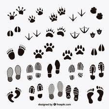Erfahren sie, was benutzer von tierspuren und fährten halten, indem sie die rezensionen lesen und die bewertungen anzeigen. Pegadas Vetores E Fotos Baixar Gratis Vector Free Animal Silhouette Animal Footprints