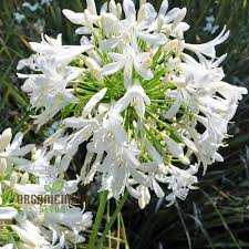 Image result for Agapanthus praecox