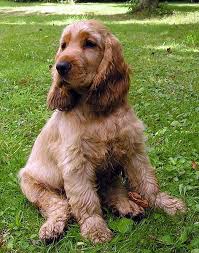 Black And Tan Show Cocker Spaniel Puppy File Cockerspanielpup Jpg Wikimedia Commons Cocker Spaniel English Cocker Spaniel Spaniel