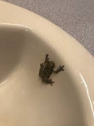 It was really hard not to step on them. Jim Caldwell On Twitter It Is So Wet Outside That The Frogs Are Coming Inside And Jumping In The Sinks At Wkyt To Get Out Of The Rain
