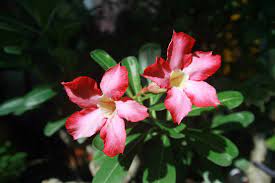 Check spelling or type a new query. Desert Azalea Poisoning In Cats Symptoms Causes Diagnosis Treatment Recovery Management Cost