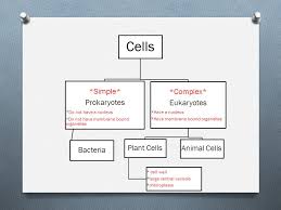 A plant has an acellular membrane. Cells Simple Prokaryotes Do Not Have A Nucleus Do Not Have Membrane Bound Organelles Bacteria Complex Eukaryotes Have A Nucleus Have Membrane Ppt Download