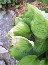 Maybe you would like to learn more about one of these? Hosta Leaves Turning White Then Light Brown Diseased 349370 Ask Extension