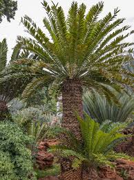 Image result for Cyathula natalensis