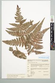 Image result for Sophora velutina
