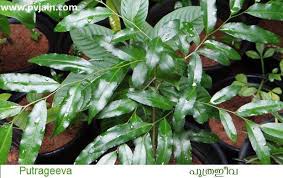 Image result for Putranjivaceae