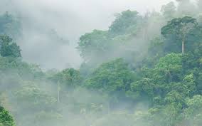 Wild Ambience Pure Nature Soundscapes Nature Rainforest Tropical Rainforest