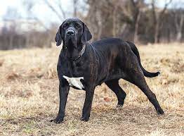 Dort angekommen kann er sich zu einem liebevollen, sanftmütigen familienhund entwickeln. Fila Brasileiro Im Rasseportrait Zooroyal Magazin