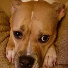 Paws in the Park 2025