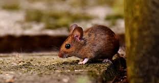 While they do not produce disease in these rodent hosts, hantaviruses can . Hantavirus Im Bodenseekreis Vorsorge Und Hintergrunde