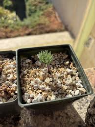 Image result for Eriospermum