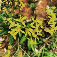 Image result for Senecio latifolius