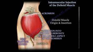 The deltoid muscle is one of the im injection sites you can use to administer. Intramuscular Injection Of The Deltoid Muscle Everything You Need To Know Dr Nabil Ebraheim Youtube