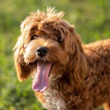 Cockapoo dog breed information & cost | ManyPets