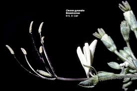 Image result for Cleome gynandra